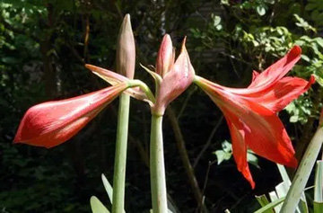 20100521Amaryllis3.jpg