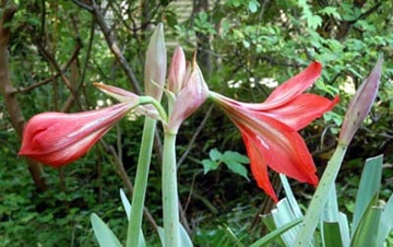 20100521Amaryllis4.jpg