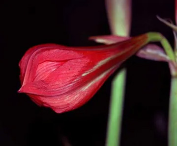 20100521Amaryllis5.jpg