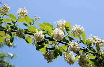 20100521Lilac.jpg