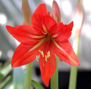 20100522Amaryllis1.jpg