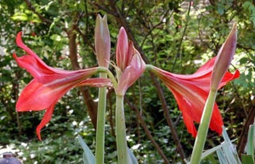 20100522Amaryllis2.jpg