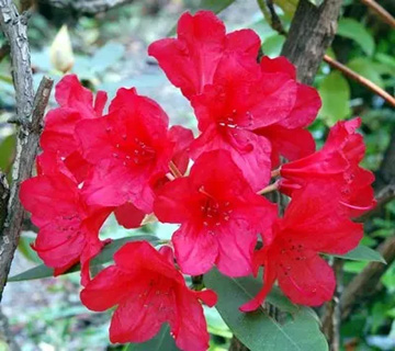 20100525Balcan.jpg