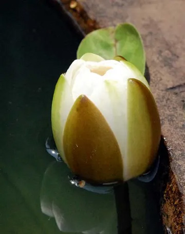 20100525WaterLily1.jpg
