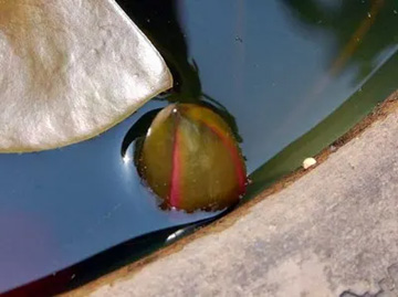 20100525WaterLily2.jpg