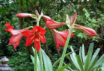 20100526Amaryllis1.jpg
