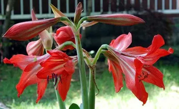 20100526Amaryllis2.jpg