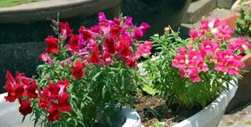 20100526Snapdragon.jpg