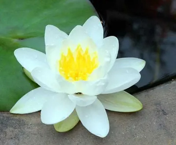 20100526WaterLily1.jpg