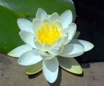 20100526WaterLily2.jpg
