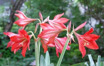 20100526Amaryllis.jpg