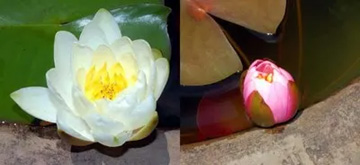 20100528WaterLily.jpg