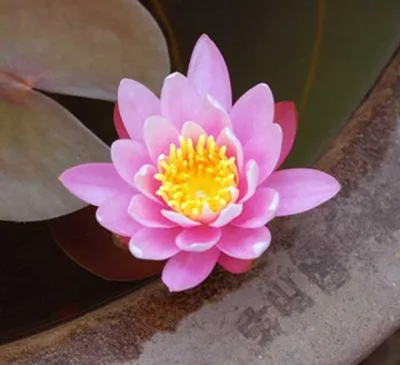 20100529WaterLily1.jpg