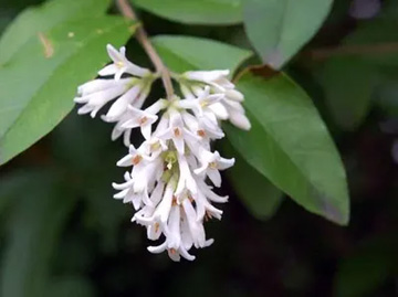 20100530Lilac.jpg