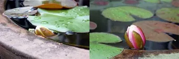 20100530WaterLily1.jpg