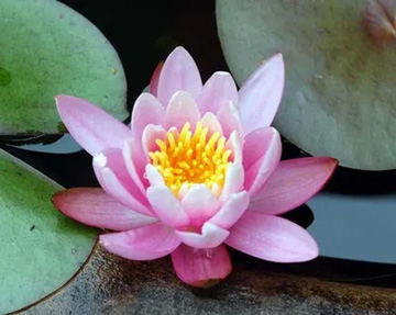 20100530WaterLily2.jpg