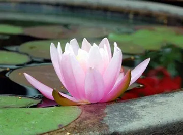 20100530WaterLily3.jpg