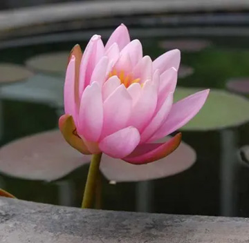 20100530WaterLily1.jpg