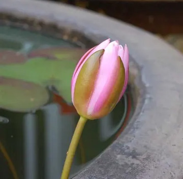 20100530WaterLily2.jpg