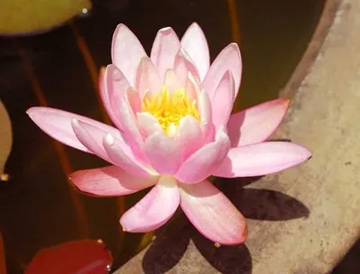 20100601WaterLily1.jpg