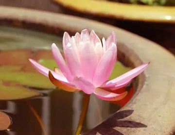 20100601WaterLily2.jpg