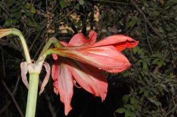 20100602Amaryllis2.jpg