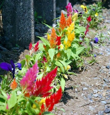 20100602Flowe1r.jpg