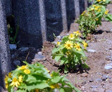 20100602Flower2.jpg