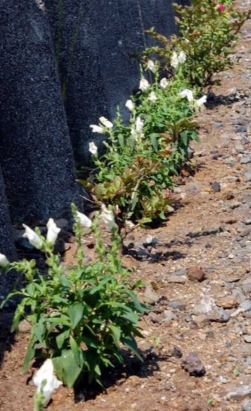 20100602Flower3.jpg