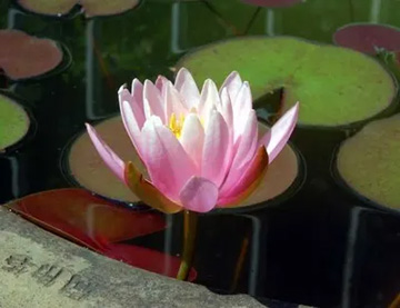 20100602WaterLily.jpg