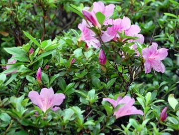 20100605Satsuki1.jpg