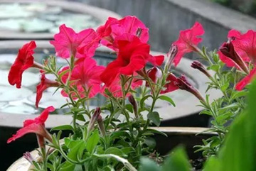 20100607Petunia.jpg