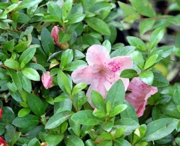 20100607Satsuki2.jpg