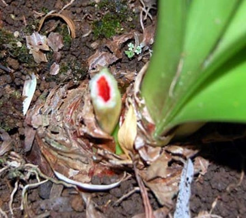 20100608Amaryllis.jpg