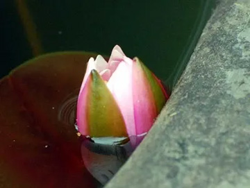 20100609WaterLily.jpg