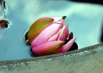 20100610WaterLily.jpg