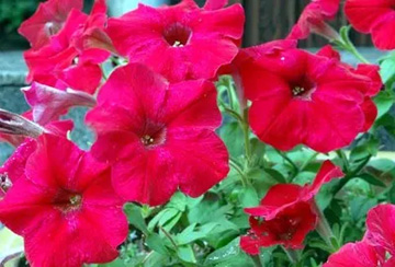20100611Petunia.jpg