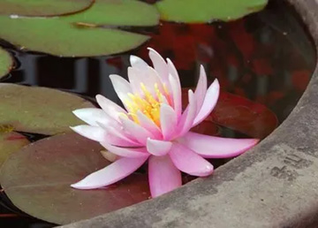 20100611WaterLily1.jpg