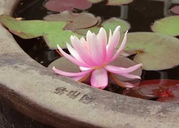 20100611WaterLily2.jpg