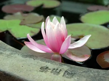 20100611WaterLily3.jpg