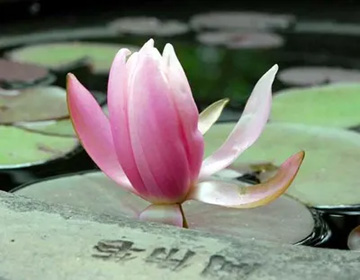 20100611WaterLily4.jpg