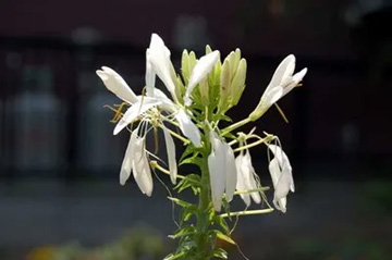 20100612Cleome1.jpg