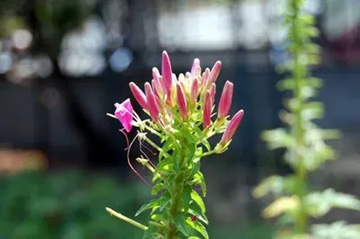 20100612Cleome2.jpg