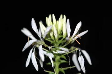 20100612Cleome3.jpg