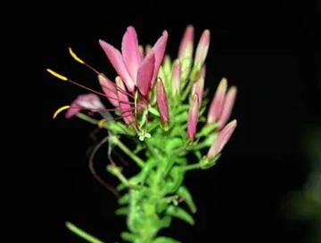 20100612Cleome4.jpg