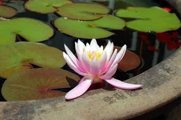 20100612WaterLily.jpg