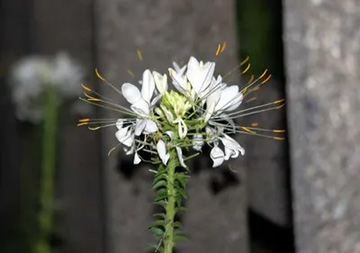 20100612White.jpg