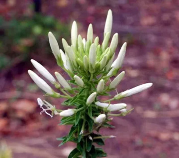 20100613Cleome1.jpg