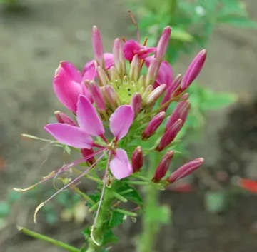 20100613Cleome2.jpg