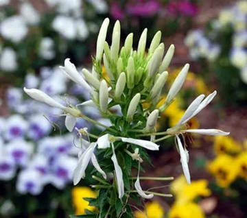 20100613Cleome3.jpg